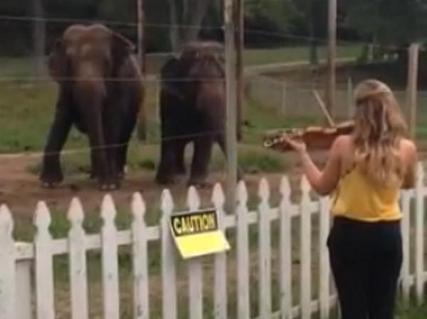 Hai chú voi ngộ nghĩnh nhảy cuồng nhiệt theo tiếng đàn violon ảnh 1