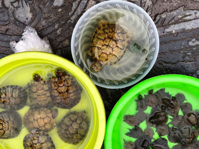 Nhận diện các loài ngoại lai xâm hại gây mất cân bằng sinh thái ảnh 2