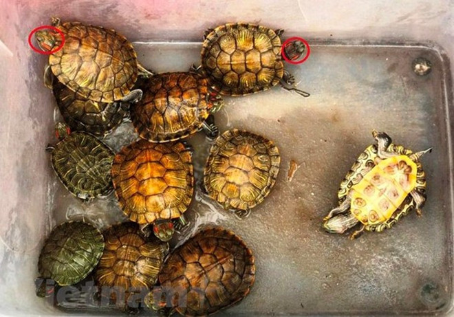 Nhận diện các loài ngoại lai xâm hại gây mất cân bằng sinh thái ảnh 1