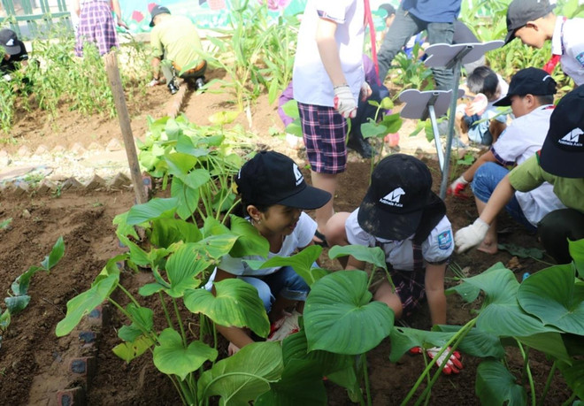 Học sinh Trường tiểu học Hai Bà Trưng trồng cây thảo dược thay mật gấu. (Ảnh: TCĐVCA cung cấp) Hà Nội: Khởi động trồng vườn thảo dược bảo vệ gấu tại trường tiểu học ảnh 4