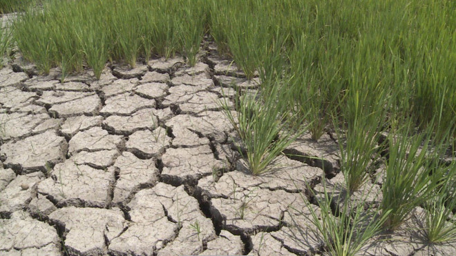 Thêm 150 tỷ đồng khắc phục hậu quả hạn hán và xâm nhập mặn ảnh 1