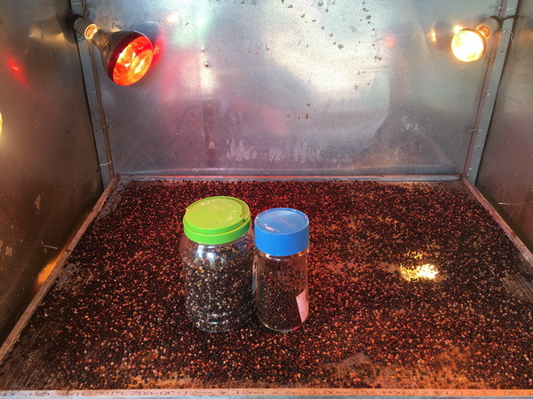 Nông dân sáng chế thành công máy sấy tiêu sạch bằng tia hồng ngoại ảnh 1