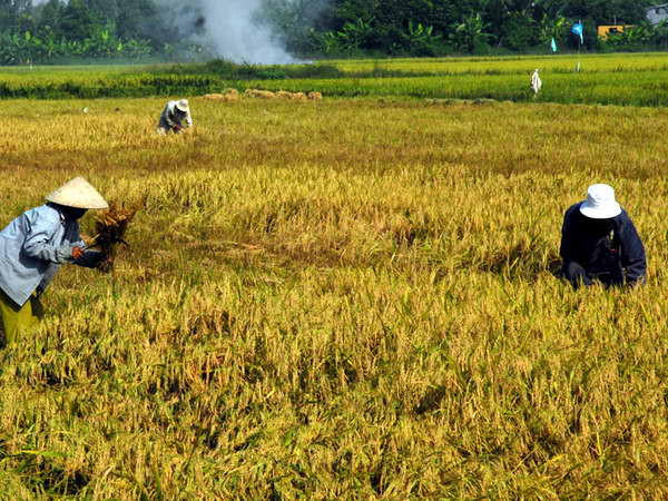 Việt Nam-Sudan cùng thúc đẩy hợp tác trên nhiều lĩnh vực ảnh 1