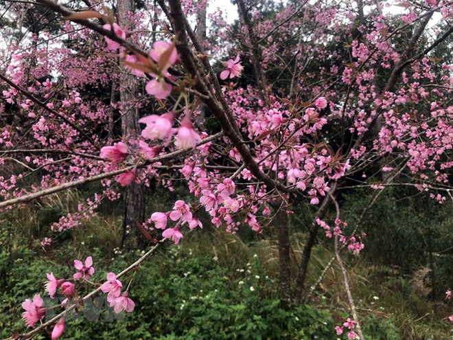 Khám phá Măng Đen - “Đà Lạt thứ hai” ở vùng đại ngàn cao nguyên ảnh 2