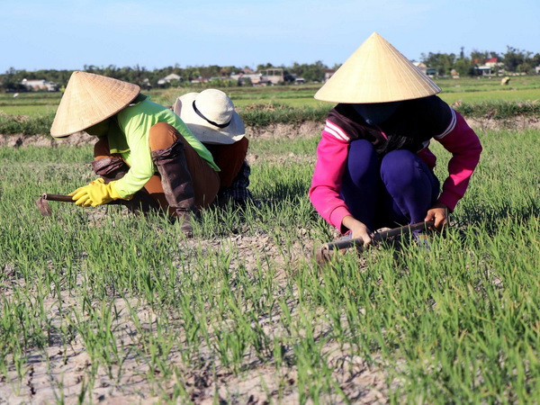 "Mưa vàng" cứu nguy hàng nghìn ha lúa Hè Thu tại Nghệ An ảnh 1