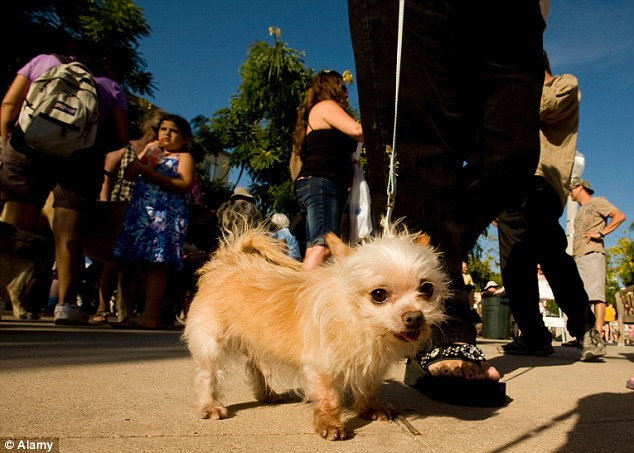Kinh hoàng con trăn chui vào cũi nuốt chó chihuahua ảnh 4