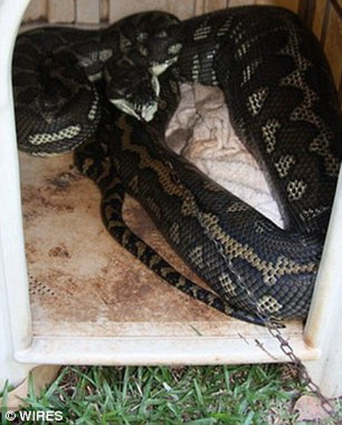 Kinh hoàng con trăn chui vào cũi nuốt chó chihuahua ảnh 2