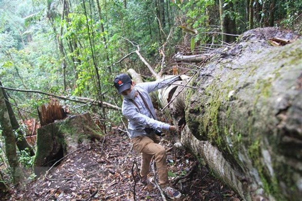Lâm Đồng: Điều tra vi phạm quản lý, bảo vệ rừng sau phản ánh của TTXVN ảnh 1