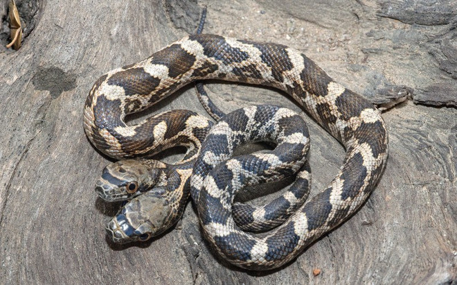 Con rắn có hai đầu luôn mâu thuẫn, tìm cách tấn công nhau ảnh 1