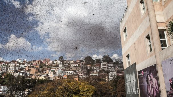 Hàng triệu con châu chấu bay giữa đường làm giao thông hỗn loạn ảnh 1