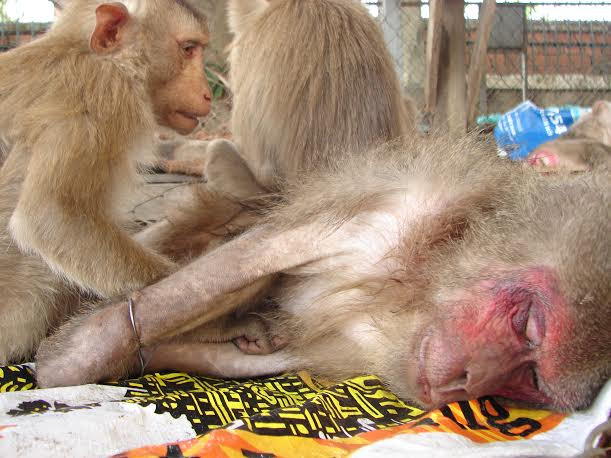 Giải cứu 6 cá thể khỉ thuộc nhóm nguy cấp quý hiếm ảnh 3