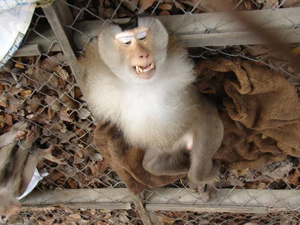 Giải cứu 6 cá thể khỉ thuộc nhóm nguy cấp quý hiếm ảnh 1