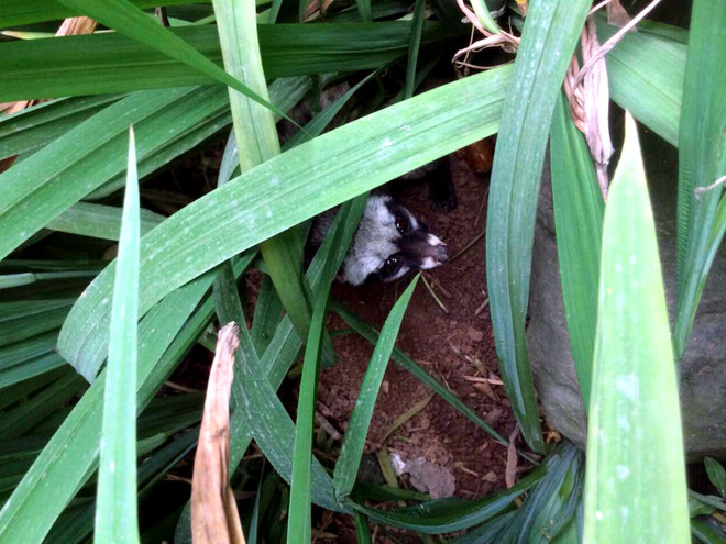 Cứu hộ cá thể cầy vòi hương bị lạc tại nhà cố Đại tướng Võ Nguyên Giáp ảnh 1