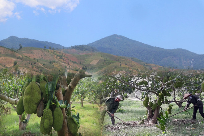 Cần thiết lập chuỗi phát triển bền vững dưới những tán rừng. (Nguồn ảnh: Hùng Võ/Vietnam+) Giải quyết đất sản xuất cho dân: Không đổi mới luật, khó đạt mục tiêu ảnh 1