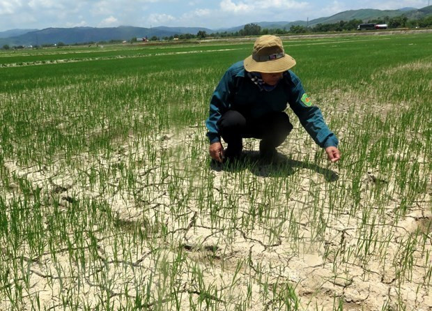 (Nguồn: TTXVN) Lào Cai: Thiệt hại do nắng nóng, thiếu nước là gần 752 tỷ đồng ảnh 1
