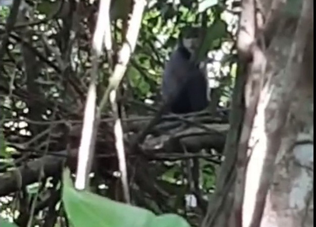 Lần đầu tiên xuất hiện các đàn voọc chà vá chân đen tại Núi Bà Đen ảnh 1