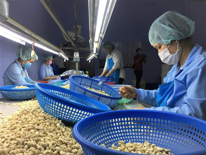 (Ảnh minh họa: Thanh Vân/TTXVN) Vụ 100 container hạt điều: Chi phí phát sinh bủa vây doanh nghiệp ảnh 1