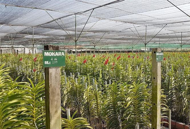 Nông nghiệp TPHCM chuyển đổi mô hình gắn với xây dựng thương hiệu ảnh 2