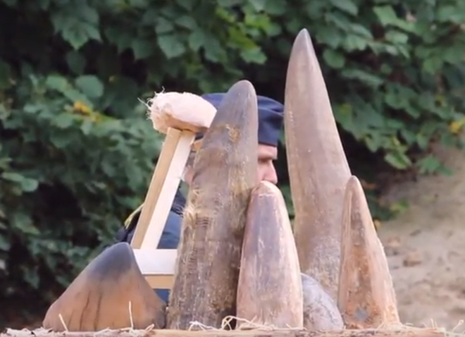 Vườn thú Dvur Kralove tại Cộng hòa Séc tiêu hủy 33 kg sừng tê giác ảnh 5