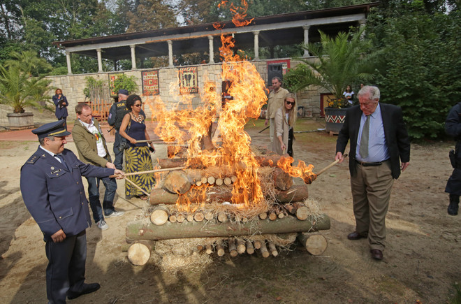 Vườn thú Dvur Kralove tại Cộng hòa Séc tiêu hủy 33 kg sừng tê giác ảnh 3