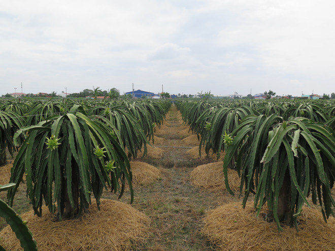 “Xanh hóa” tăng trưởng: Sản xuất xanh để vươn ra thị trường thế giới ảnh 1