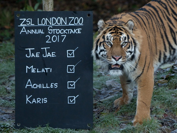 Hổ Sumatra ở Indonesia vẫn đang bị săn trộm tràn lan ảnh 1