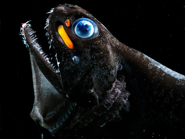 Cá rồng đã tiến hóa như thế nào để phát ra ánh sáng đỏ? ảnh 1