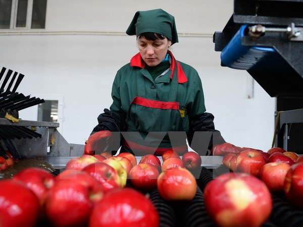 Nga bắt đầu tiêu hủy hàng nhập khẩu vi phạm lệnh cấm ảnh 1