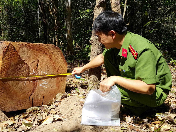 (Ảnh minh họa: Hoài Nam/TTXVN) Gia Lai: Kỷ luật kiểm lâm để xảy ra khai thác rừng trái phép ảnh 1