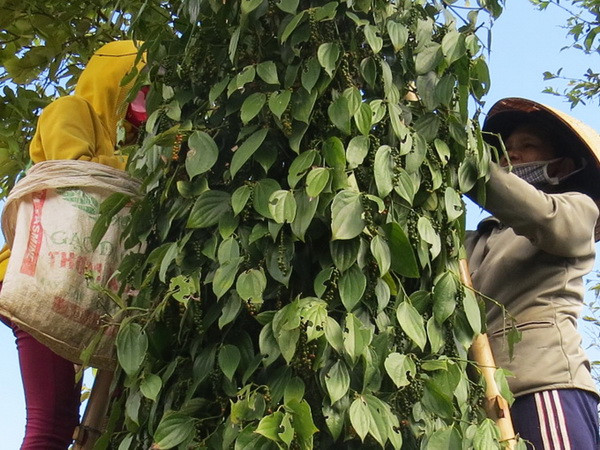 Sớm ban hành quy trình sản xuất hồ tiêu bền vững tại Việt Nam ảnh 1