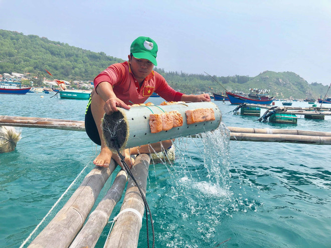 Thanh niên trẻ khởi nghiệp thành công với nghề nuôi mực cho du lịch ảnh 2
