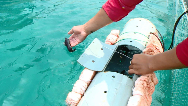 Thanh niên trẻ khởi nghiệp thành công với nghề nuôi mực cho du lịch ảnh 1