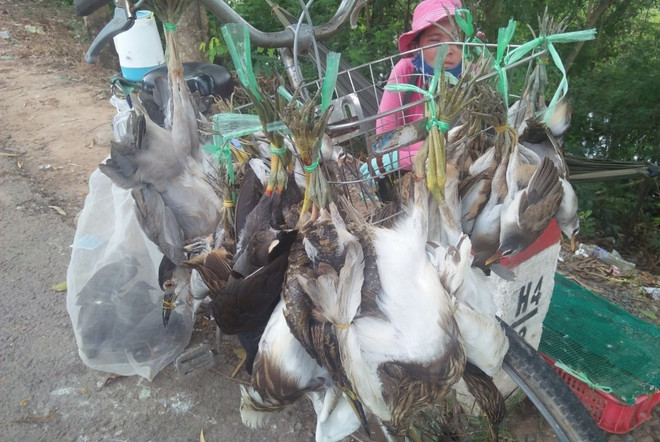 Yêu cầu xử lý buôn bán động vật 'sách đỏ' từ phản ánh của VietnamPlus ảnh 1