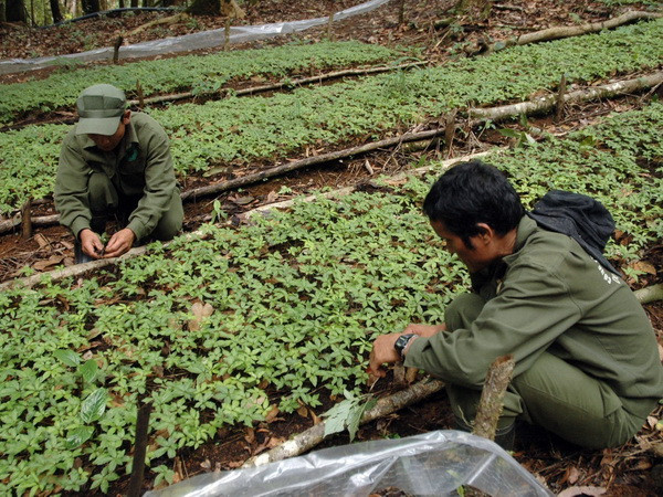 Trồng thử nghiệm cây sâm Ngọc Linh tại Khu bảo tồn thiên nhiên Hòn Bà ảnh 1