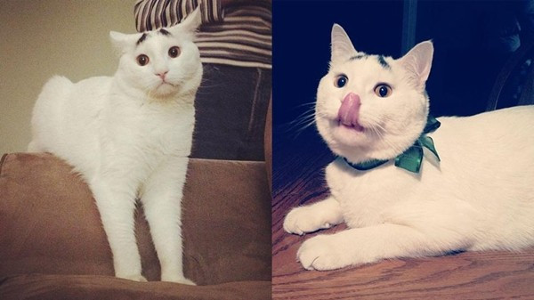 [Photo] Chú mèo "nổi như cồn" nhờ bộ lông mày kỳ lạ, đặc biệt ảnh 5