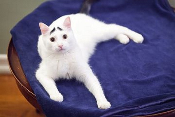 [Photo] Chú mèo "nổi như cồn" nhờ bộ lông mày kỳ lạ, đặc biệt ảnh 2