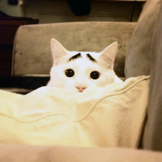 [Photo] Chú mèo "nổi như cồn" nhờ bộ lông mày kỳ lạ, đặc biệt ảnh 1