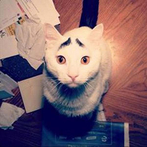 [Photo] Chú mèo "nổi như cồn" nhờ bộ lông mày kỳ lạ, đặc biệt ảnh 4