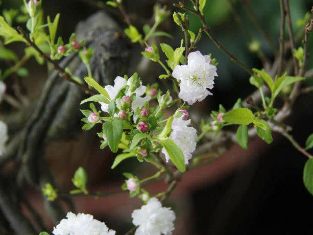 Nhất chi mai - loài hoa thanh khiết mang cốt cách người quân tử ảnh 1