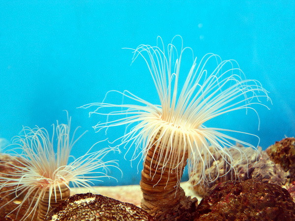 Ngành hải dương học Việt Nam tích cực hội nhập quốc tế ảnh 1