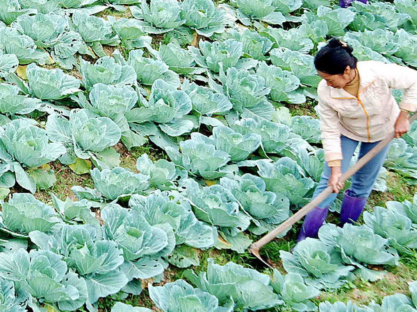 Mô hình trang trại trồng rau trên núi của 7 chàng trai dân tộc Tày ảnh 1
