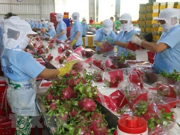 Sơ chế thanh long xuất khẩu ở Tiền Giang. (Ảnh: Minh Trí/TTXVN) Nam Bộ sẽ cung ứng khoảng 1,2 triệu tấn trái cây chủ lực trong quý 2 ảnh 1