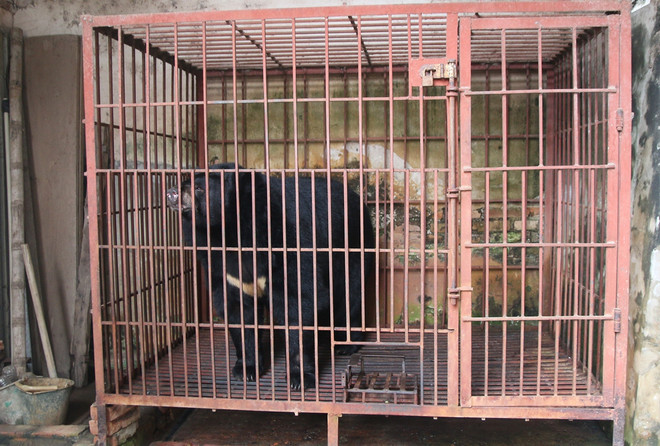 Chuyển giao cá thể gấu 200kg bị nuôi trái phép tại Hà Nội ảnh 1