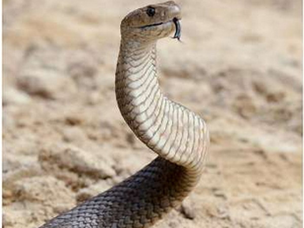 Australia: Một bé gái 6 tuổi tử vong do loài rắn cực độc cắn ảnh 1