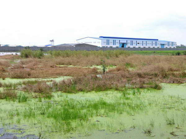 Chuyển mục đích sử dụng đất trồng lúa trên địa bàn Đồng Nai ảnh 1