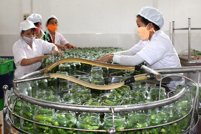 Dưa chuột bao tử xuất khẩu mất giá, nông dân Hà Nam lao đao ảnh 1