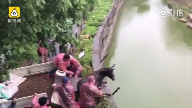 Khoảnh khắc đáng sợ khi đàn hổ xâu xé con mồi sống ở Trung Quốc ảnh 1