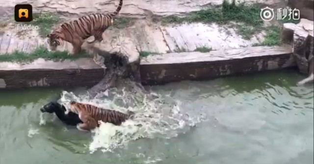 Khoảnh khắc đáng sợ khi đàn hổ xâu xé con mồi sống ở Trung Quốc ảnh 2