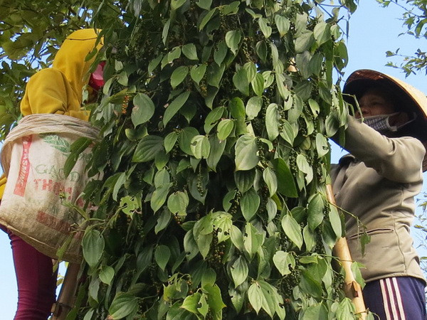 Năng suất hồ tiêu Việt Nam xếp vào loại cao nhất thế giới ảnh 1