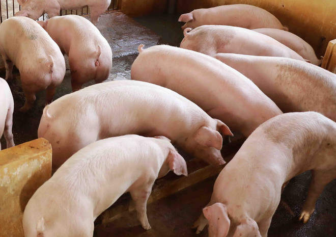 TP.HCM: Giết mổ lợn, một người đàn ông nhiễm vi khuẩn liên cầu lợn​ ảnh 1